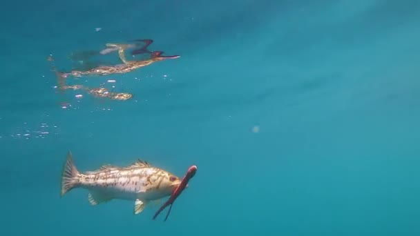 Underwater Shot Calico Bass Cristal Clear Water — Stock Video