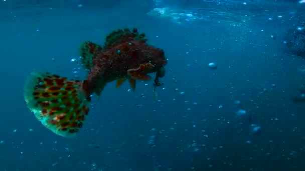 Підводних Зображень Скульптур Які Плавають Пінт Ломою Задньому Плані — стокове відео