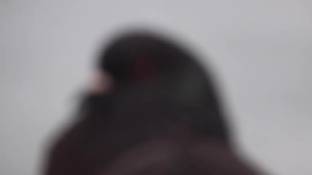 白色背景的鸽子的特写 — 图库视频影像