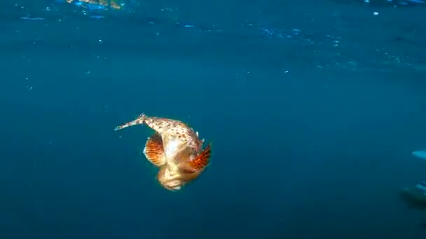 Underwater Footage Sculpin Swimming Away — Stock Video