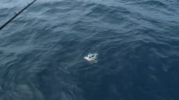 Rockfish Being Reeled Sportfishing Boat — Stock Video