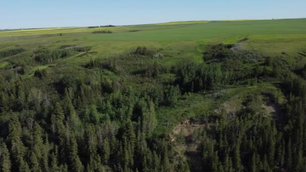 Drone Skott Jordbrukare Fält Sommar Sidovy — Stockvideo