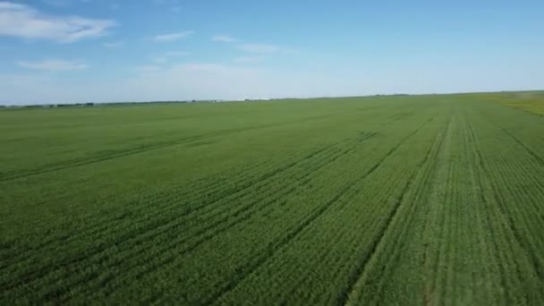 Círculo Pan Esquerda Sobre Campo Agricultores Verdes Cobertos Com Grama — Vídeo de Stock