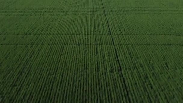草で覆われた緑の農家のフィールドの空中ショットを明らかに — ストック動画