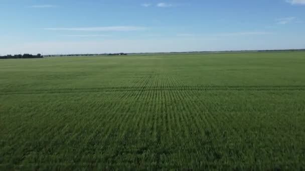 Voando Rápido Baixo Sobre Agricultores Campo Coberto Com Grama Verde — Vídeo de Stock