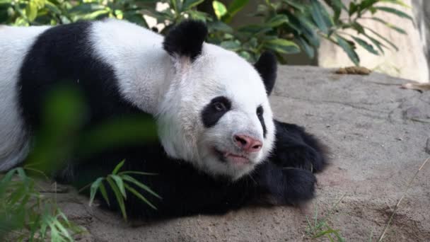 Expressões Faciais Bonitos Panda Preguiçoso Adorável Ailuropoda Melanoleuca Dormindo Tarde — Vídeo de Stock