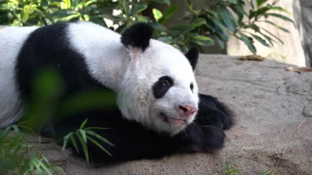 Zblízka Záběr Zachycení Roztomilé Obličeje Výrazy Rozkošný Líný Panda Ailuropoda — Stock video