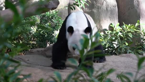 Despierto Activo Panda Gigante Ailuropoda Melanoleuca Preguntándose Mirando Alrededor Entorno — Vídeo de stock