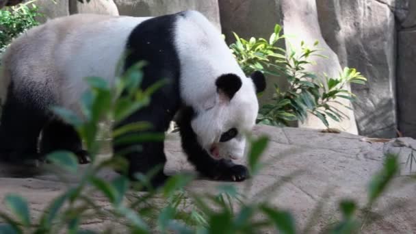 Close Tiro Panda Bonito Gigante Ailuropoda Melanoleuca Lentamente Deitado Chão — Vídeo de Stock