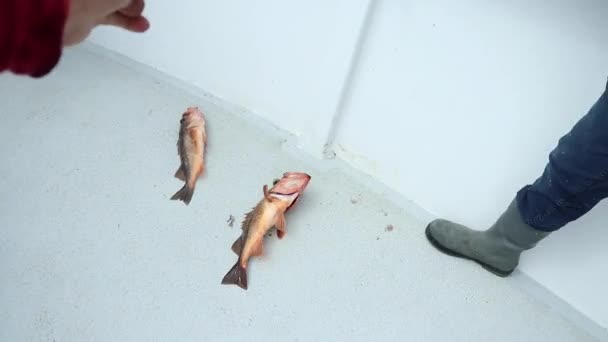 Rockfish Flotando Cubierta Cámara Lenta — Vídeo de stock