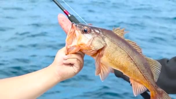 Rockfish Wordt Opgehouden Met Een Uitgestoken Maag — Stockvideo