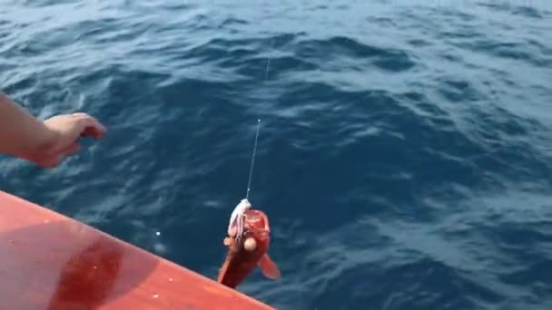 Риба Кальмарами Витягується Води Повільний Рух — стокове відео