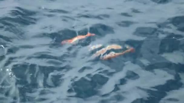 Two Rockfish Being Pulled Out Water — Stock Video