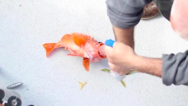 Скеляста Риба Рухається Повільному Русі — стокове відео