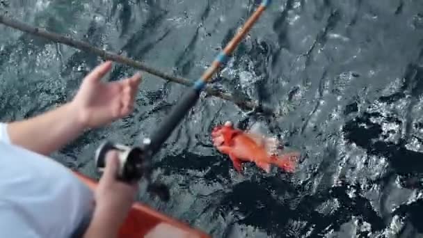 Rockfish Getting Gaffed Slow Motion — Stock Video