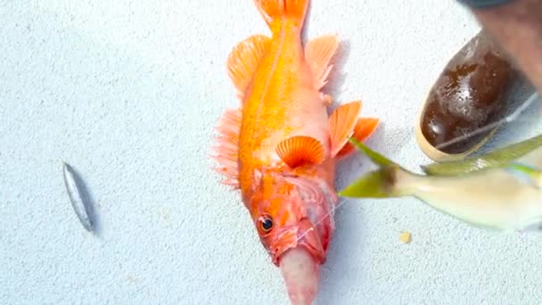 Naranja Rockfish Suelo Junto Los Peces Blancos Flotando Alrededor — Vídeos de Stock