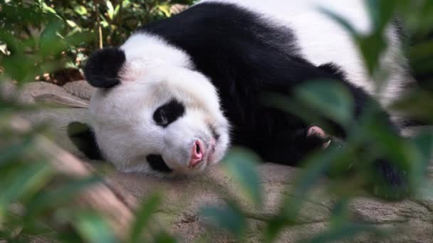 Aparat Fotograficzny Podglądający Ujęcia Uwieczniające Słodkie Urocze Leniwe Panda Drzemie — Wideo stockowe