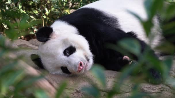 Espreitando Através Tiro Captura Bonito Adorável Preguiçoso Panda Dormindo Chão — Vídeo de Stock