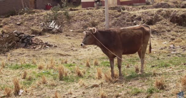 Vaca Marrón Atada Campo Cusco Perú — Vídeos de Stock
