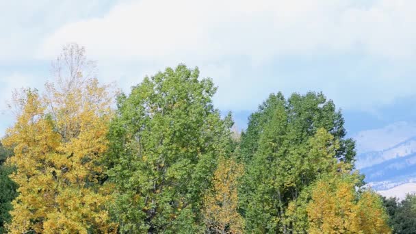 Bozeman Montana Fall Tree Colors — Stok Video