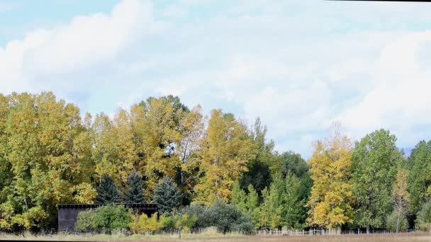 Autumn Tree Landscape Fall Colors — Stock Video