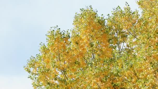 Autumn Leaves Bozeman Montana — Stok Video