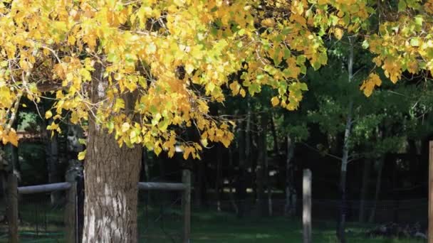 Cores Outono Uma Bela Árvore — Vídeo de Stock