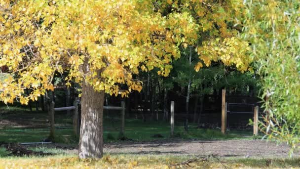 Жовте Осіннє Листя Під Час Осені — стокове відео