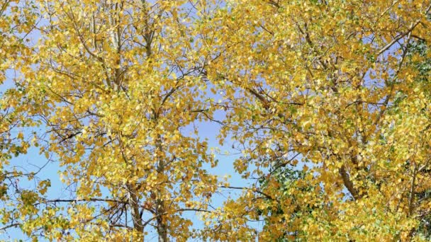 Indah Yellow Autumn Fall Leaves Bozeman Montana — Stok Video