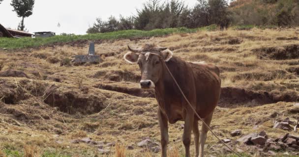 Close Vaca Marrom Amarrado Campo Cusco Peru — Vídeo de Stock