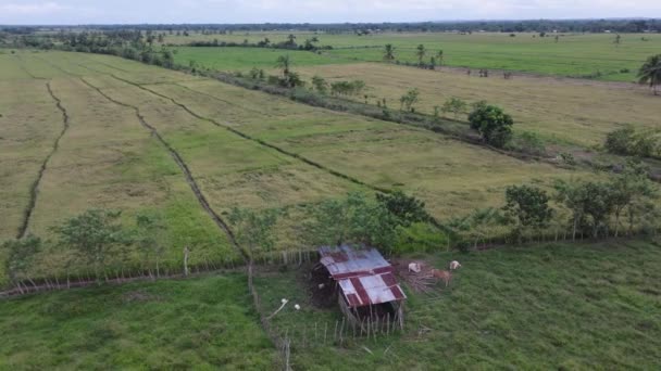 Dominik Cumhuriyeti Nin Pirinç Tarlalarına Yakın Inekleri Olan Bir Ahır — Stok video