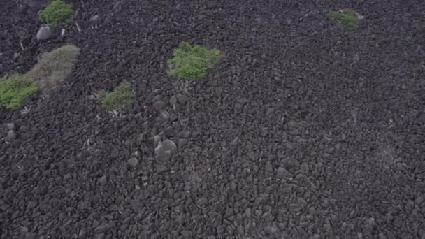 Cultivando Algas Rocas Granito Parque Nacional Black Mountain Kalkajaka Extremo — Vídeo de stock