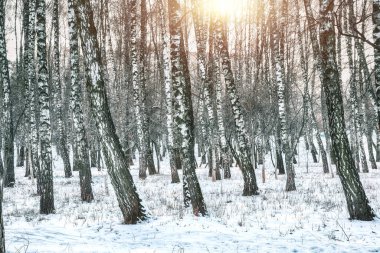 Huş ağacı orman manzara donmuş. Frost'un üzerinde huş ağaçları ile erken kış manzarası.