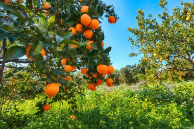 Portakal bahçesinde ağaç olgun portakal. Sicilya, İtalya, Avrupa'da portakal hasadı