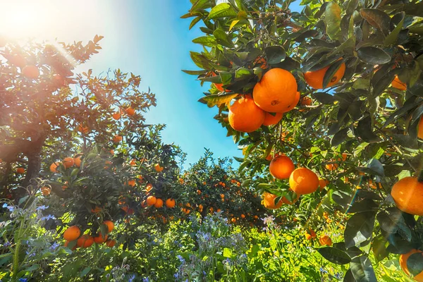 Ripe oranges on tree in orange garden. Harvesting oranges in Sicily, Italy, Europe