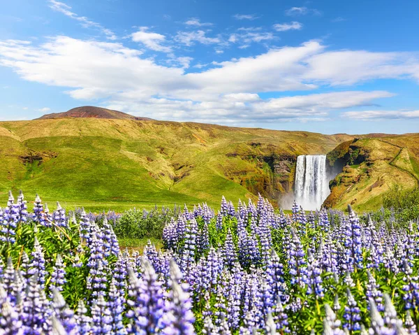 Дивовижні Краєвиди Величного Водоспаду Скогафос Сільській Місцевості Ісландії Влітку Буйними — стокове фото