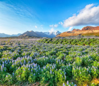 Dağların yanında çiçek açan lupin çiçekleriyle tipik İzlanda manzarası nefes kesici. Skaftafell Ulusal Parkı, İzlanda, Avrupa.