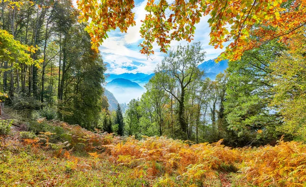 山と霧でスタンスタッド市郊外で素晴らしい秋のビューウォーフ森 スイスアルプスのポピュラーな旅行先 スタンスタッド ニドワルデン スイス ヨーロッパ — ストック写真