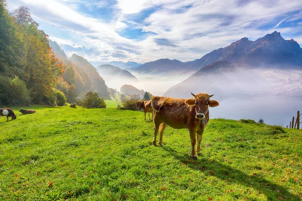 Exciting autumn view on suburb of Stansstad city and Lucerne lake with mountaines and fog. Cows on a mountain pasture.   Location: Stansstad, Canton of Nidwalden, Switzerland, Europe