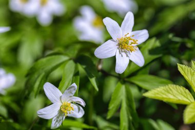 Muhteşem beyaz şakayık çiçekleri arka planı. Açılmış delikte hafif bir çiçek görüntüsü.