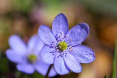 İnanılmaz yuvarlak çizgili hepatika çiçeği makro çekimi. Yüzeyin derinliği. Bahar çiçeği makrosu.