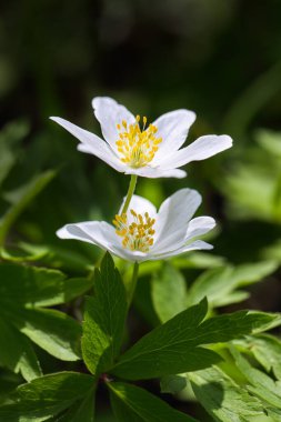 Muhteşem beyaz şakayık çiçekleri arka planı. Açılmış delikte hafif bir çiçek görüntüsü.