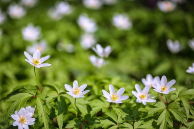 Muhteşem beyaz şakayık çiçekleri arka planı. Açılmış delikte hafif bir çiçek görüntüsü.