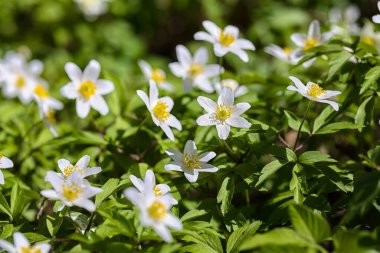Muhteşem beyaz şakayık çiçekleri arka planı. Açılmış delikte hafif bir çiçek görüntüsü.