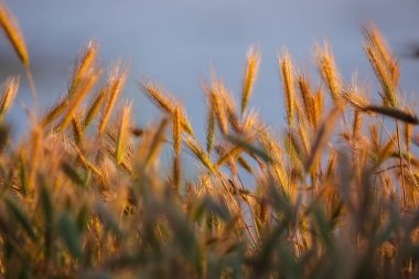 İnanılmaz yaz arkaplanı altın buğday kulakları gün ışığında. Güneşli bir günde buğday filizleri