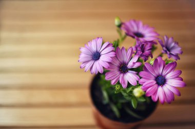 Mor papatyaların muhteşem manzarası. Sığ alan derinliği
