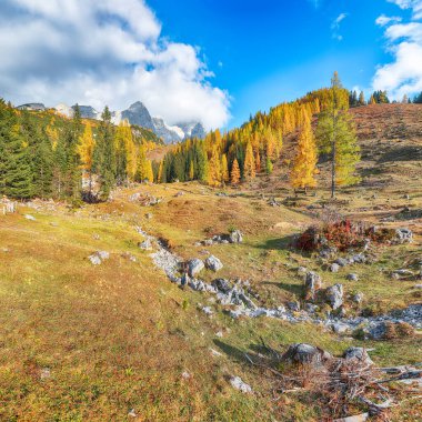 Filzmoos 'da karaçam ormanı ve muhteşem gökyüzü ile dağların ve vadilerin inanılmaz manzarası yer almaktadır. Yer: Filmooos, St. Johann im Pongau bölgesi, Salzburg eyaleti, Avusturya