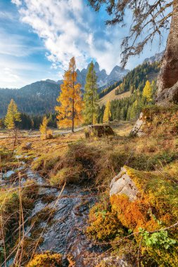 Filzmoos 'da karaçam ormanı ve harika gökyüzü olan dağların ve vadilerin muhteşem manzarası yer almaktadır. Yer: Filmooos, St. Johann im Pongau bölgesi, Salzburg eyaleti, Avusturya
