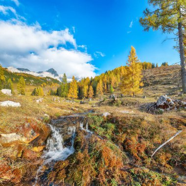 Filzmoos 'da karaçam ormanı ve muhteşem gökyüzü olan dağların ve vadilerin çarpıcı manzarası yer almaktadır. Yer: Filmooos, St. Johann im Pongau bölgesi, Salzburg eyaleti, Avusturya