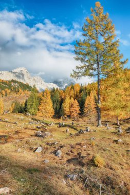 Filzmoos 'da karaçam ormanı ve muhteşem gökyüzü olan dağların ve vadilerin çarpıcı manzarası yer almaktadır. Yer: Filmooos, St. Johann im Pongau bölgesi, Salzburg eyaleti, Avusturya